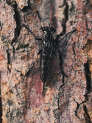 Insect on a tree