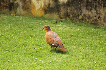 pigeon in the grass