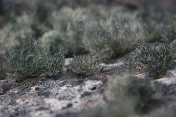 lichens in Antarctica
