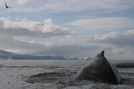 Humpback Whale Close Up