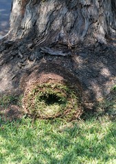 rolled grass before being placed on the ground near the tree with a dry root.