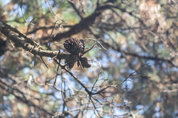 Dry pine cone on the tree about to fall.