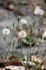 Dandelion flower in the park with very blurred background but with it in focused.