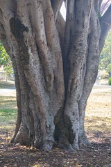 Dry trunk tree with holes and names noted and with very green vegetation.