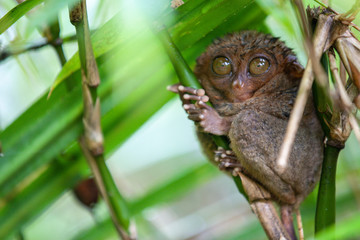 Tarsier (Tarsius Syrichta), the world's smallest primate in Bohol, Philippines