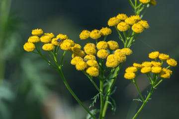 Yellow flowers of one of the medicinal plants of Russia - tansy. Botanical world of Moscow.