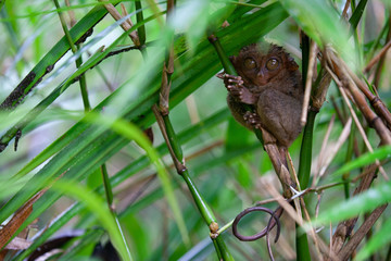 Tarsier (Tarsius Syrichta), the world's smallest primate in Bohol, Philippines