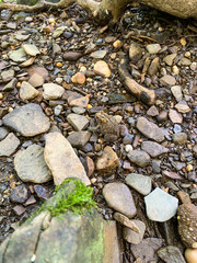 toad with stones