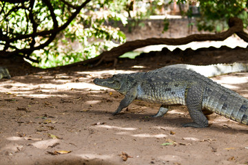 Fototapeta premium Gambia crocodile reserve