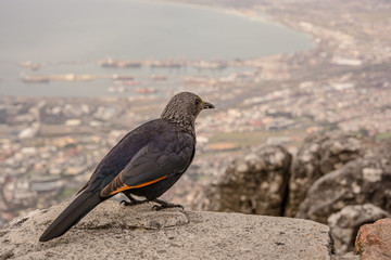 Bird overlooking cityscape - Cape Town, South Africa
