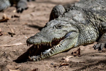 Gambia crocodile reserve