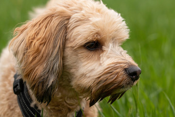 Bichon Havanese dog outdoors in the nature on a sunny summer day