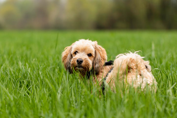 Bichon Havanese dog outdoors in the nature on a sunny summer day