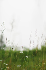 Green Grass & White Flowers