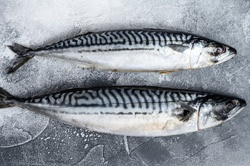 Raw mackerel fish. Fresh seafood. Gray background. Top view