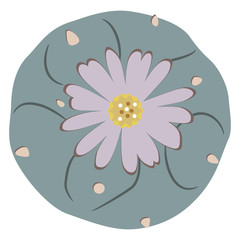 Isolated vector illustration of Lophophora cactus. (Peyote). Top view. Flat cartoon style. - obrazy, fototapety, plakaty