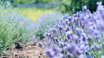 Lavender flowers in lavender field. summer purple lavender. soft focus field for background