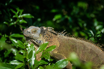 Iguana in Tree