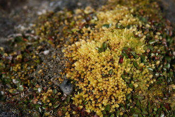 Arctic island flowers