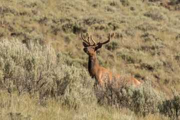 Naklejka na ściany i meble Bull Elk in the Sagebrush