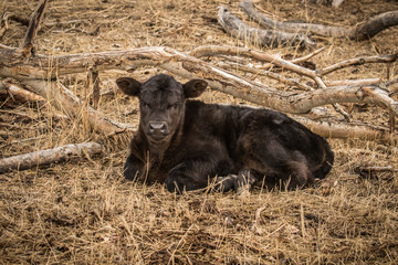 Black Angus calf