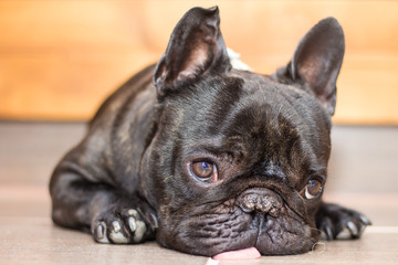 French bulldog