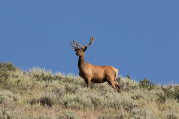 Bull Elk on the Ridge
