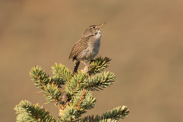 House Wren 2