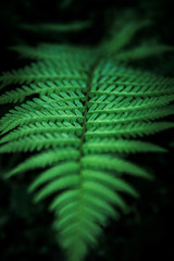 Green foliage fern, background