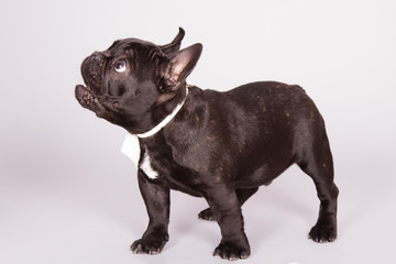 French bulldog 