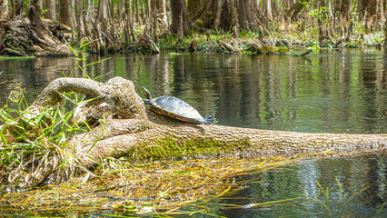 Wild turtle taking a sunbath at shore of Suwannee River in Florida in spring during daytime