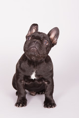 French bulldog 