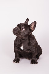 French bulldog 