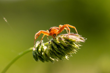 Orange crab spider Xysticus - Thomisidae