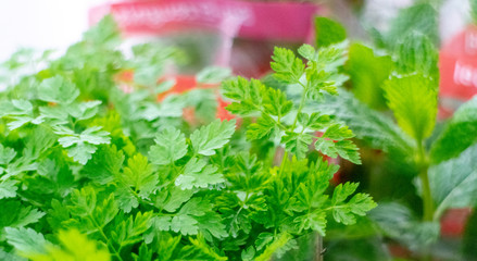 Minze zum Kochen, Kr&auml;uter