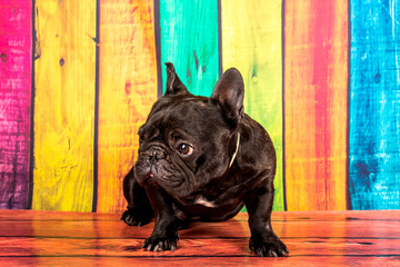 French bulldog