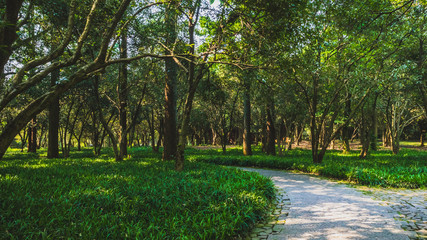 Fototapeta na wymiar Path among woods in park near West Lake, Hangzhou, China