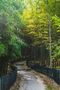 Path between bambo forest in near West Lake, Hangzhou, China