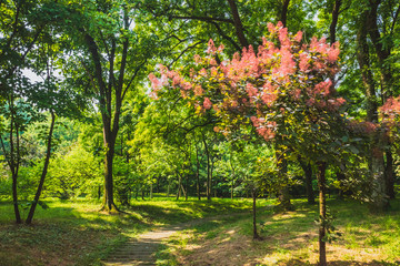 Path among woods in park near West Lake, Hangzhou, China