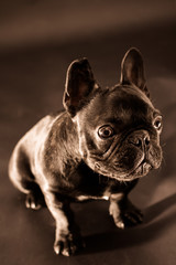 French bulldog