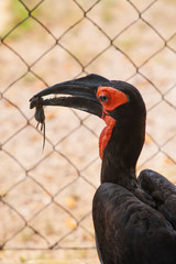 Nashornvogel mit erbeuteter Maus © Wil