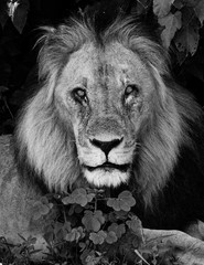 Old Male Lion in Botswana headshot