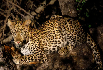 Naklejka na ściany i meble leopard in tree