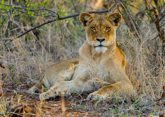 Lioness at Dusk
