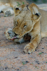 Lioness licking bloody pas