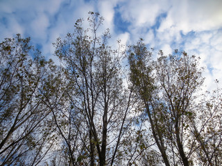 Fototapeta premium tree in winter