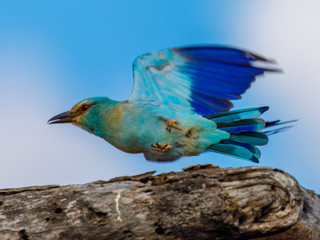 African Blue Bird European Roller