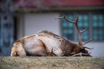 Elk taking a break after the rut