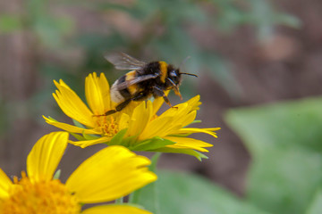a bumblebee collects nectar on a yellow flower. A hard-working bumblebee works, pollinates flowers