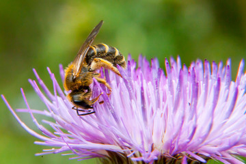 A bee collects nectar from a lilac, purple flower. The bee works hard in the summer, obtains honey, nectar, food.